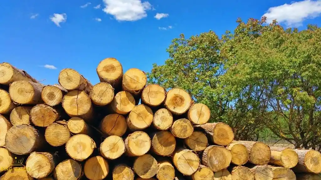 جرم حجمی چوب روسی